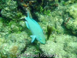 Doctor fish on the Inside Reef at Lauderdale by the Sea by Michael Kovach 